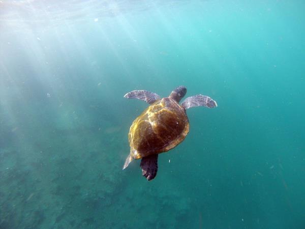 Galapagos cruise and Ecuador tour