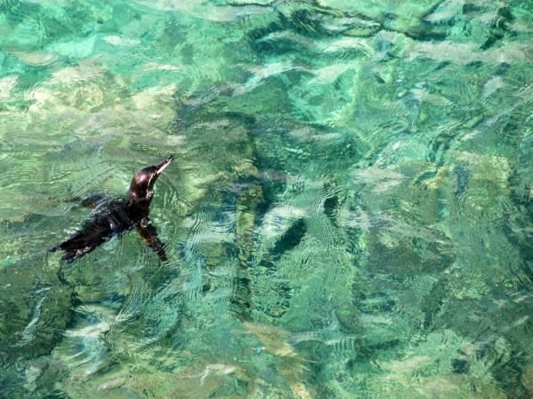 Galapagos cruise and Ecuador tour