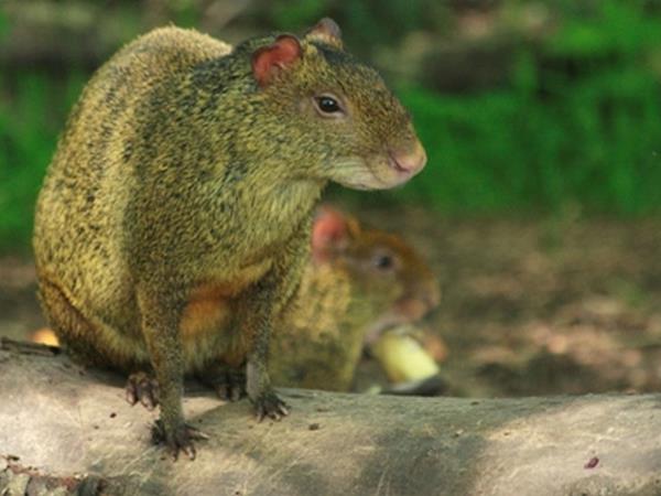 Galapagos cruise and Ecuador tour