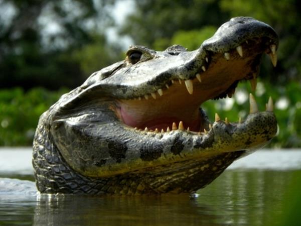 Galapagos cruise and Ecuador tour