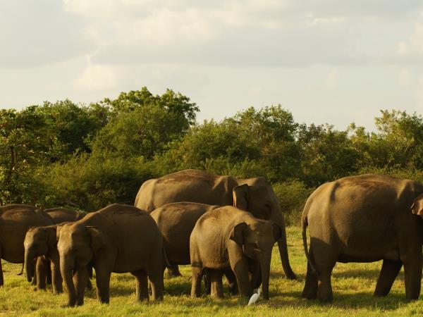 Halal friendly Sri Lanka tour
