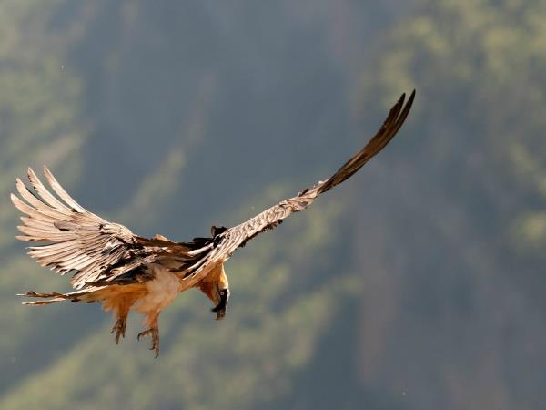 Wildlife and walking holiday in the Spanish Pyrenees