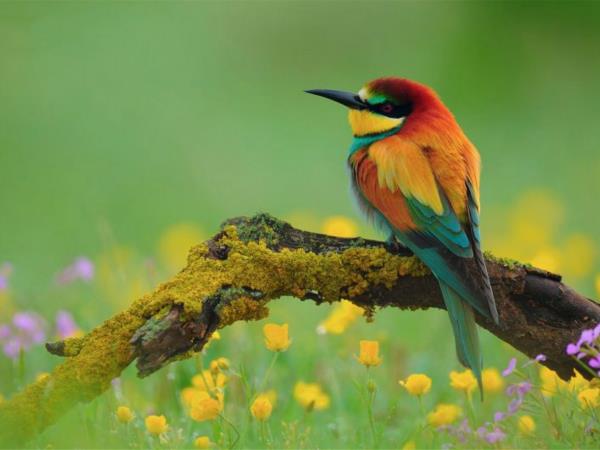 Wildlife and walking holiday in the Spanish Pyrenees