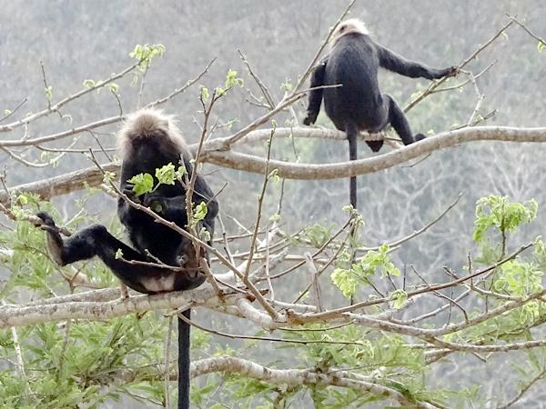 Western Ghats wildlife tour in India