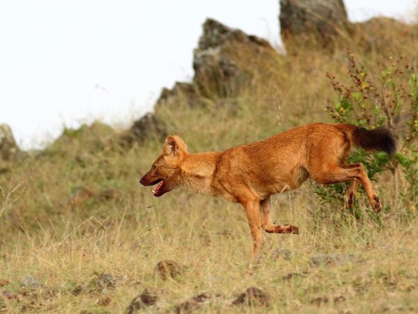 Western Ghats wildlife tour in India
