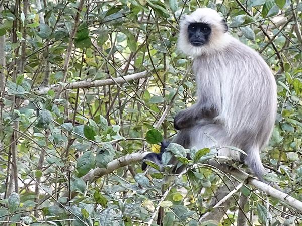 Western Ghats wildlife tour in India