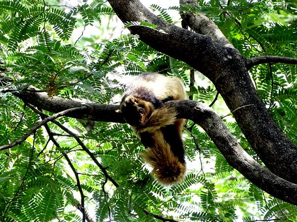 Western Ghats wildlife tour in India