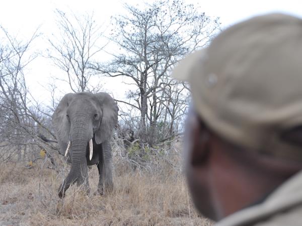 South Africa safari with beach break in Mozambique