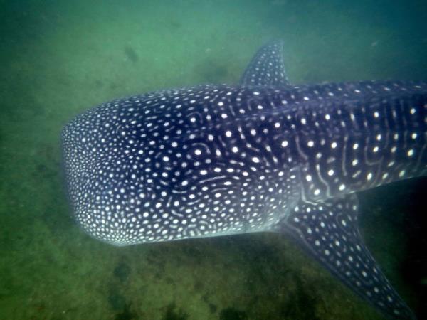 Mozambique marine safari and beach holiday