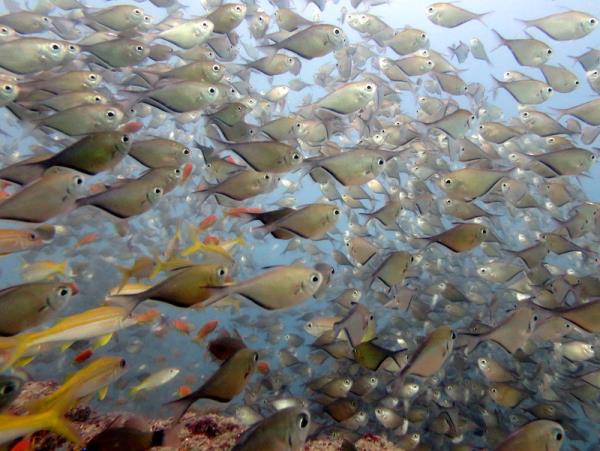Mozambique beach holiday with ocean safaris
