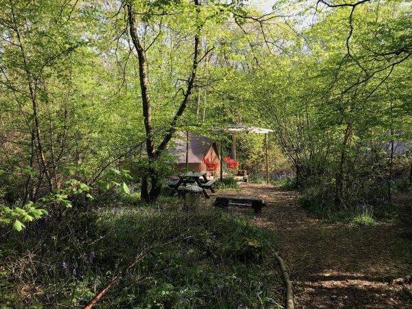 High Weald eco forest camping, England