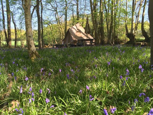 High Weald eco forest camping, England
