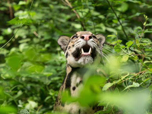 Borneo ultimate wildlife safari in Sabah