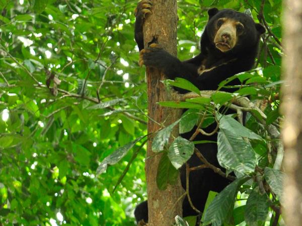 Borneo ultimate wildlife safari in Sabah