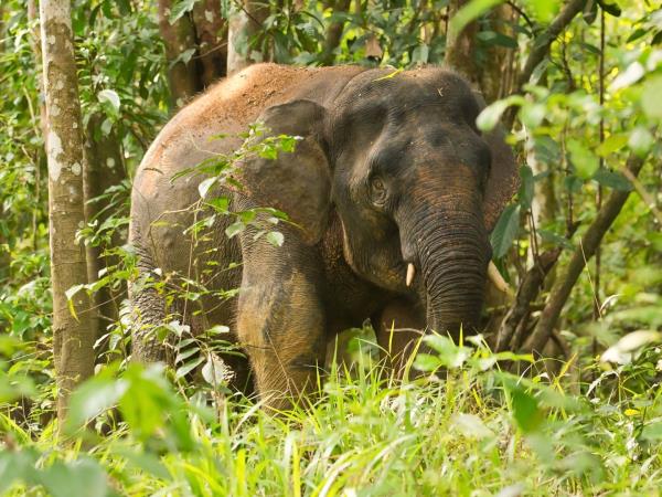 Borneo ultimate wildlife safari in Sabah