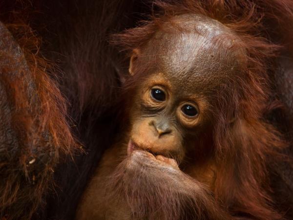Borneo ultimate wildlife safari in Sabah