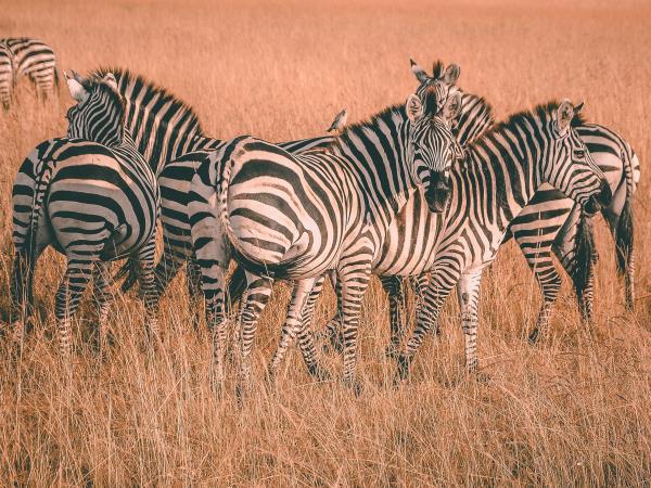 Luxury Kenya holiday
