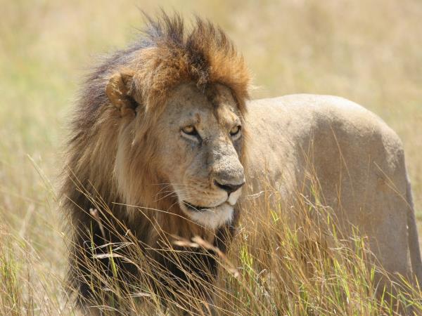 Luxury Kenya holiday