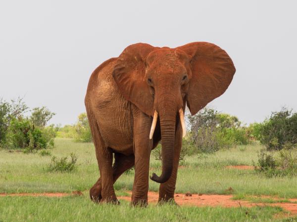 Luxury Kenya holiday