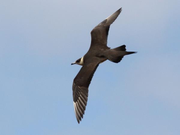 Isle of Man wildlife short break
