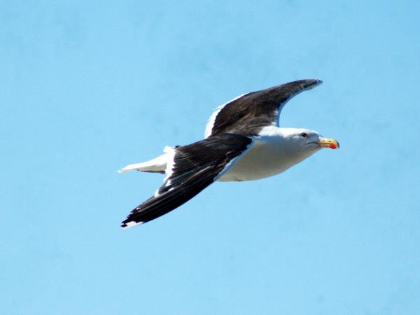 Isle of Man wildlife short break