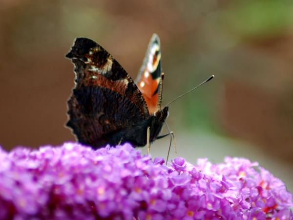 Isle of Man wildlife short break