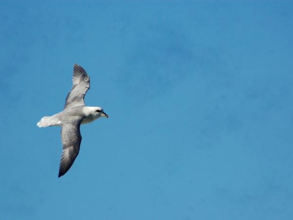 Isle of Man wildlife short break