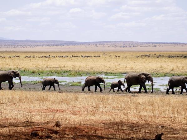 Tanzania 9 day safari