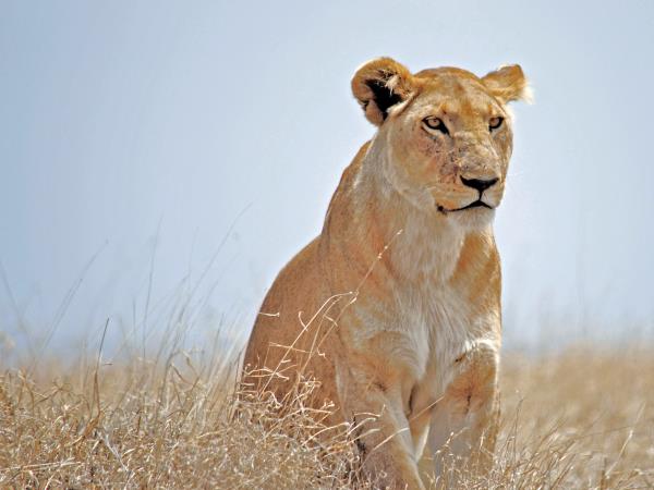 Tanzania 9 day safari