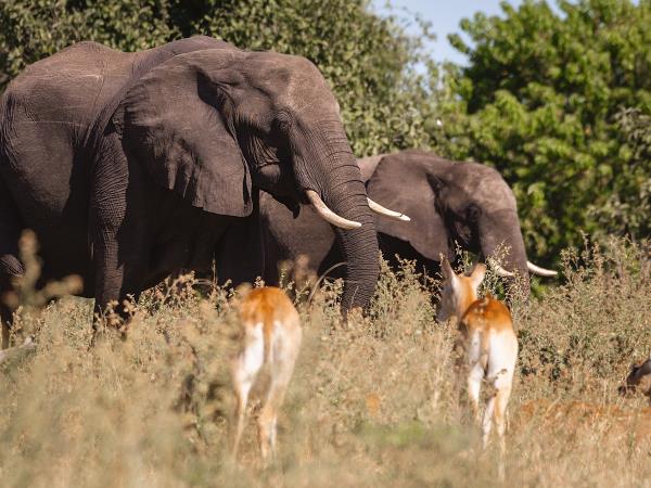 Botswana and Zimbabwe tailor made tour