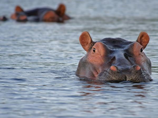 Botswana and Zimbabwe tailor made tour