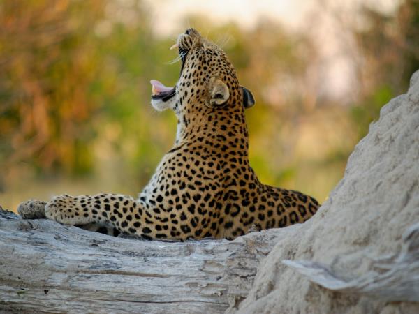 Botswana and Zimbabwe tailor made tour