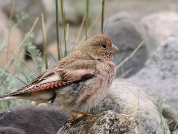 Kazakhstan bird watching tour | Responsible Travel