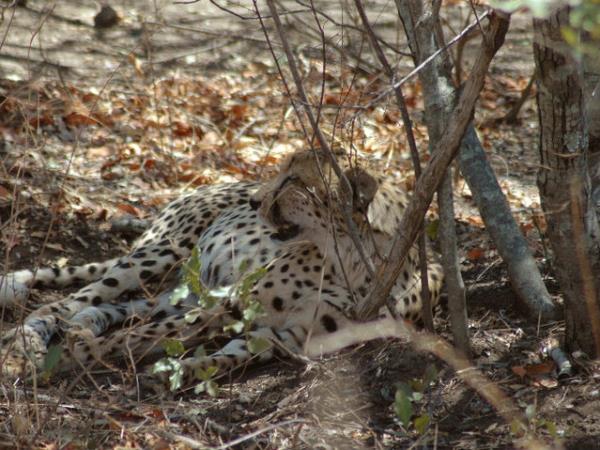 Luxury Namibia safari, tailor made