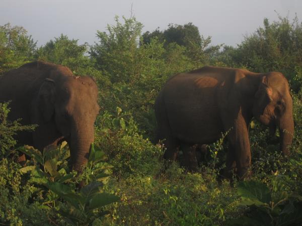 Sri Lanka tailor made tour, wildlife and culture
