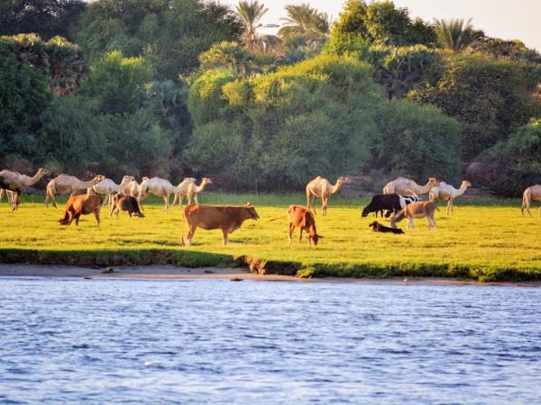Egypt tour with Red Sea extension