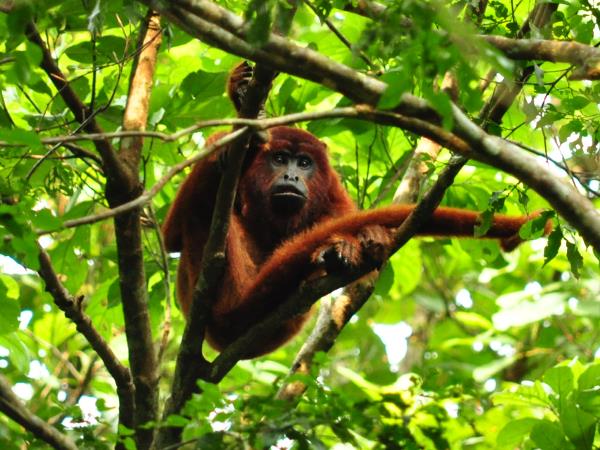 Peru tailor made holiday, Andes and Amazon