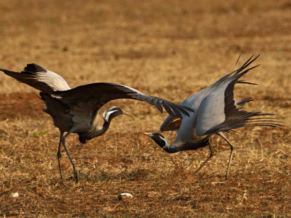 Tibet birding tour
