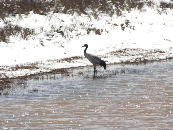 Tibet birding tour
