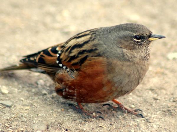 Tibet birding tour