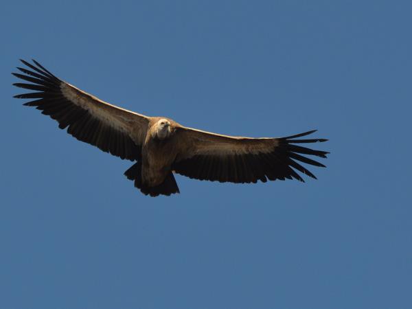 Tibet birding tour