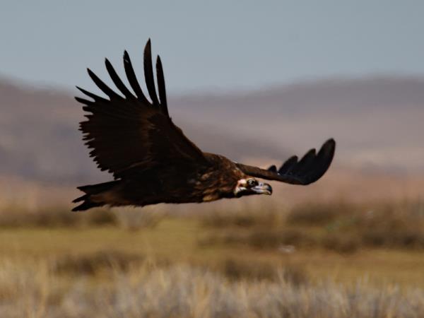 Tibet birding tour