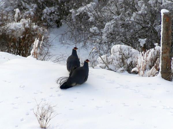 Tibet birding tour