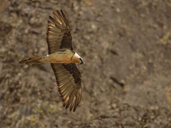 Tibet birding tour
