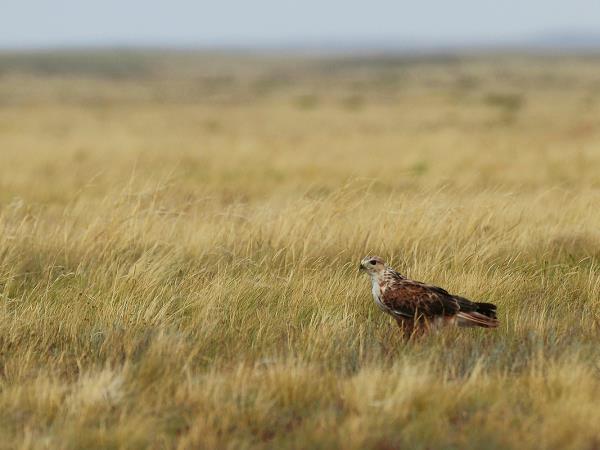 Tibet birding tour