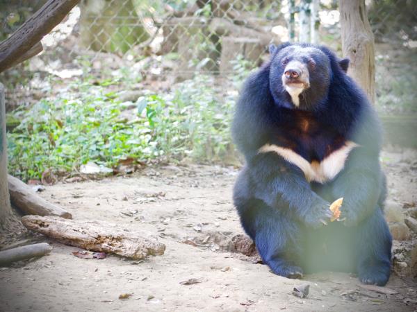 Vegan tour in Laos