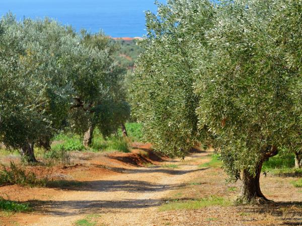 Tailor made tour of athens and The Peloponnese