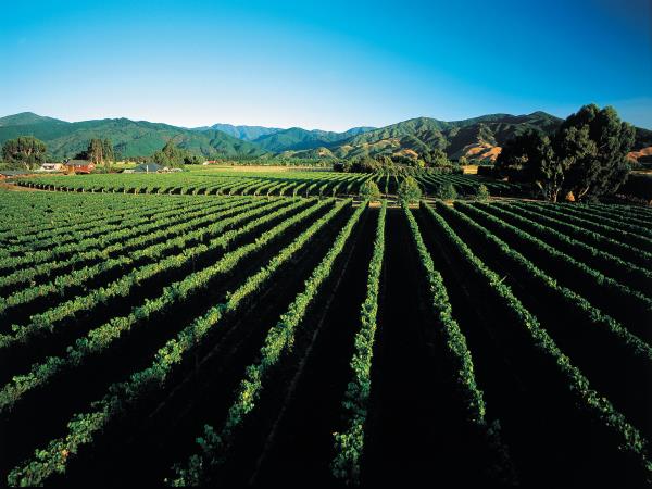 New Zealand Christmas tour | Responsible Travel