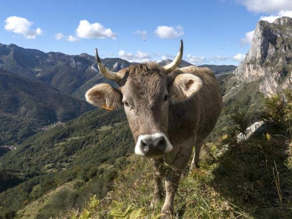 Picos inn to inn walking holiday in Spain
