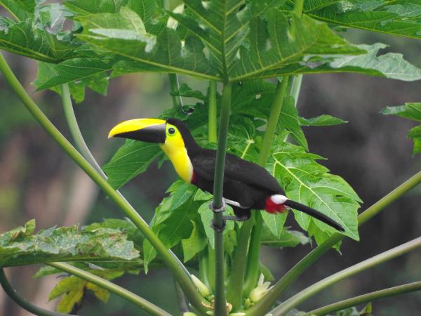 Ecuador and Galapagos wildlife holiday